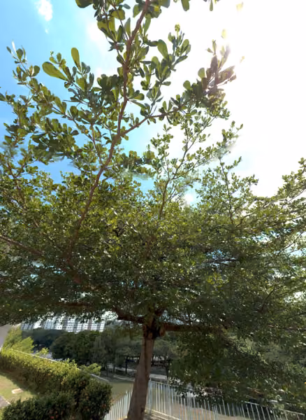 tree photo