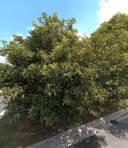 tree photo