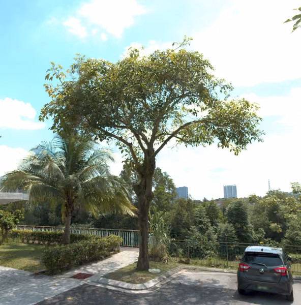tree photo