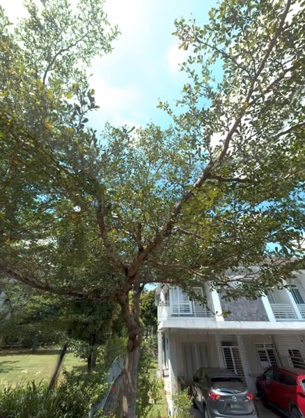 tree photo