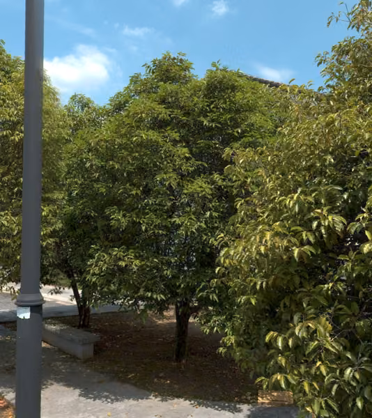 tree photo