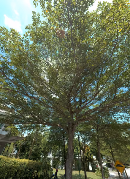 tree photo