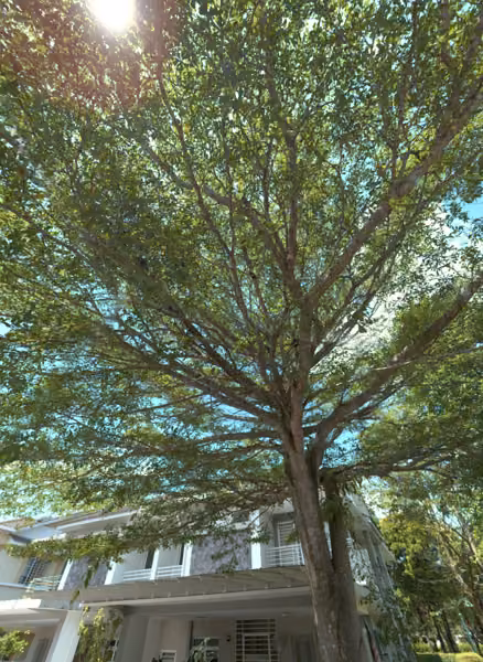 tree photo