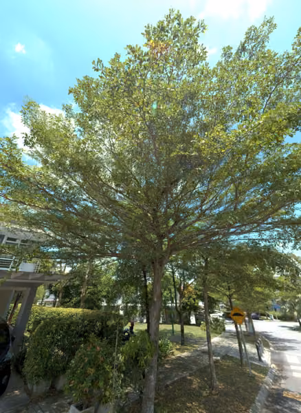 tree photo
