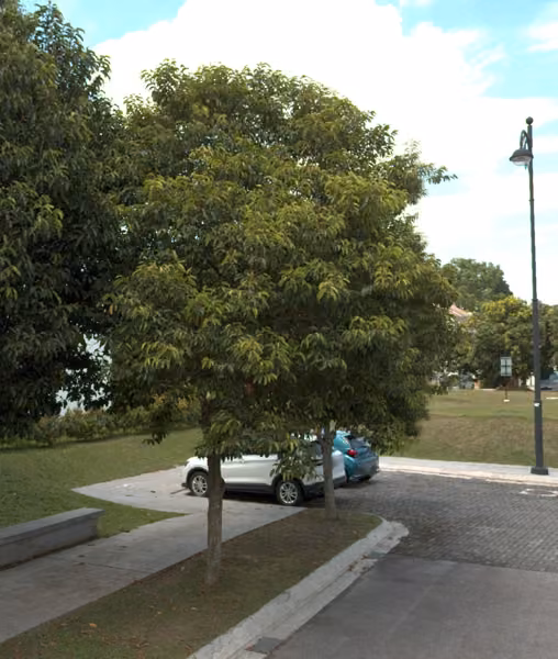 tree photo