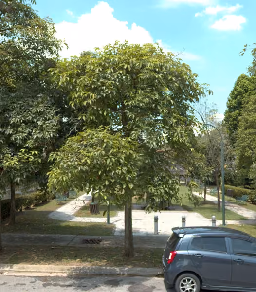 tree photo