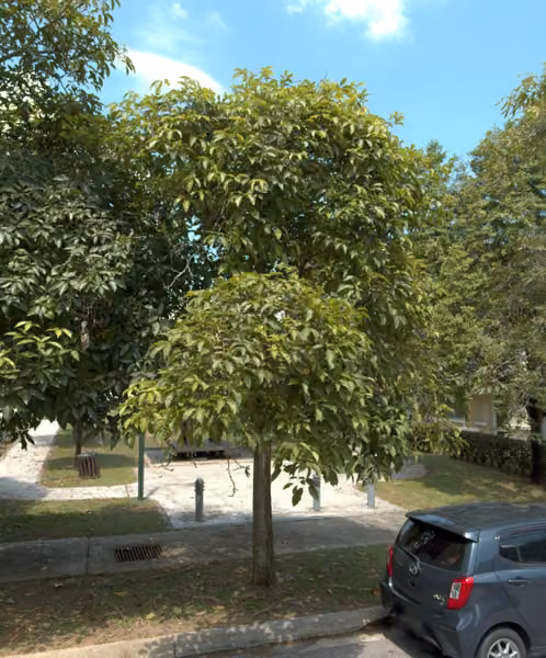 tree photo