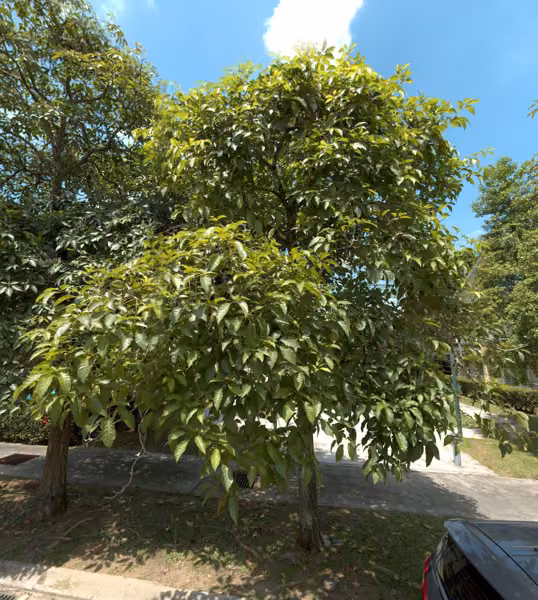 tree photo
