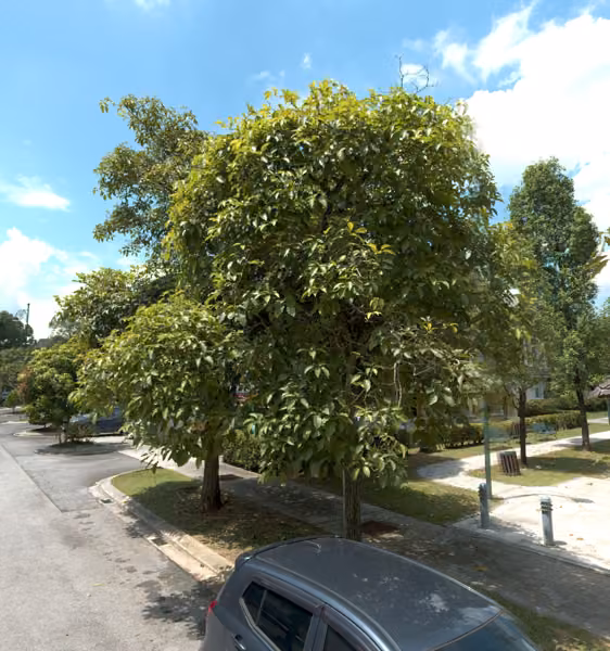 tree photo