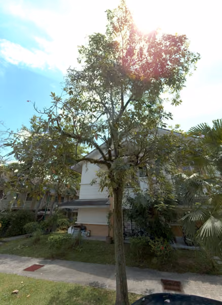 tree photo