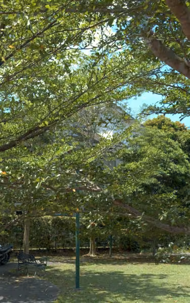 tree photo