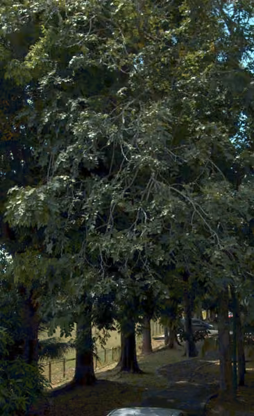 tree photo