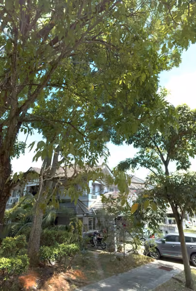 tree photo