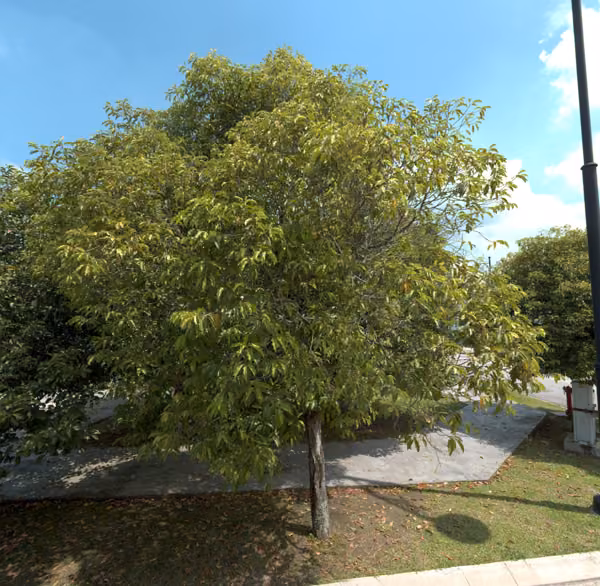 tree photo