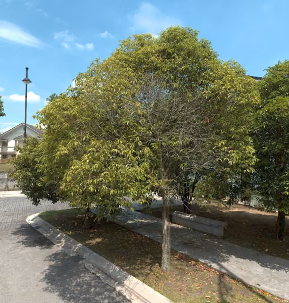 tree photo