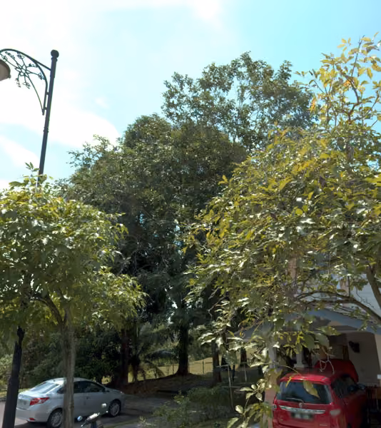 tree photo