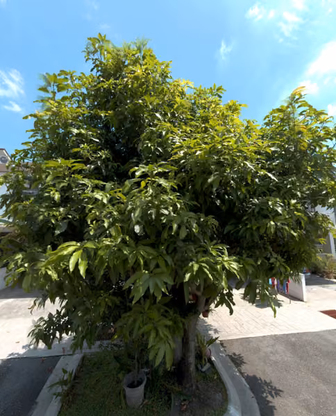 tree photo