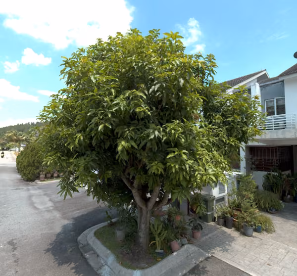 tree photo