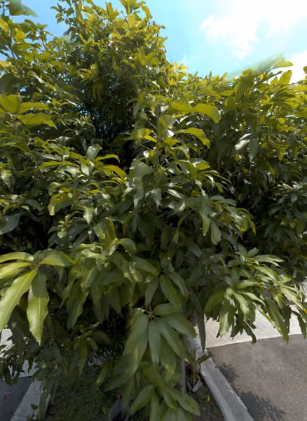 tree photo