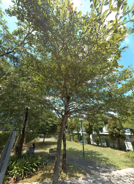 tree photo