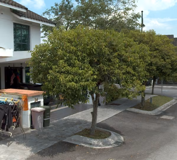 tree photo