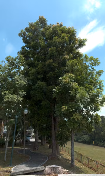 tree photo