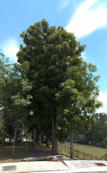 tree photo