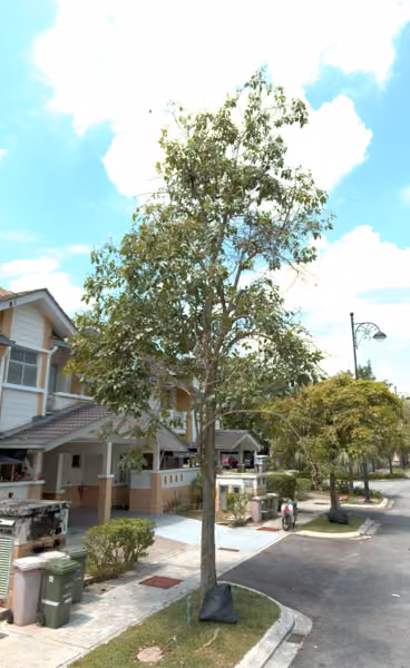 tree photo