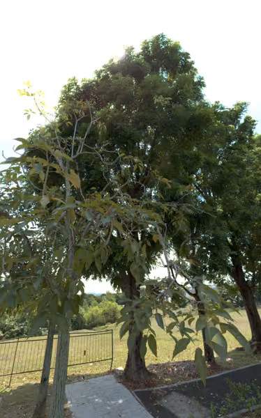 tree photo
