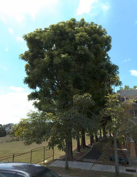 tree photo
