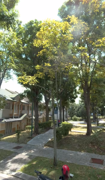 tree photo