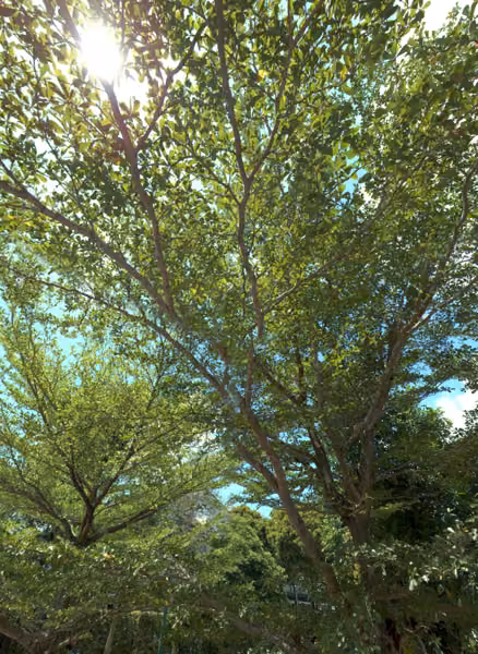 tree photo