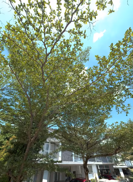 tree photo