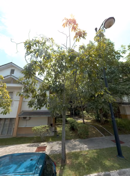 tree photo