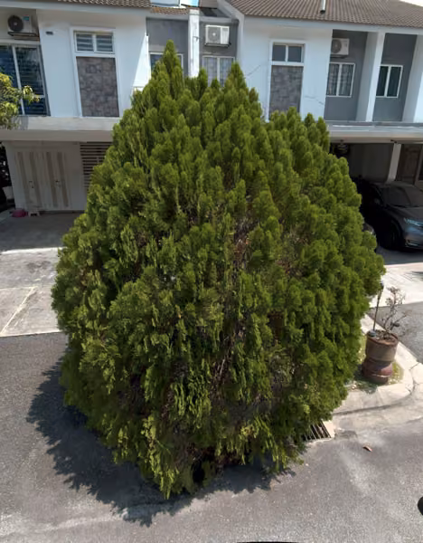 tree photo