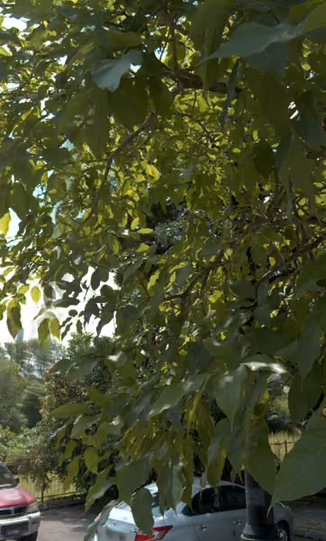 tree photo
