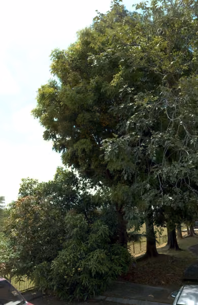 tree photo