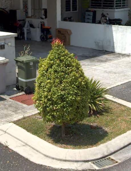 tree photo
