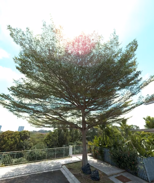 tree photo