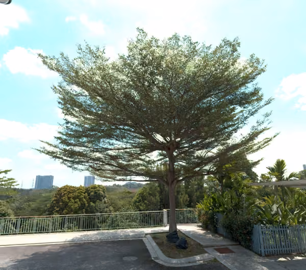 tree photo