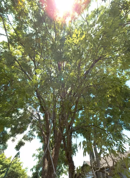 tree photo