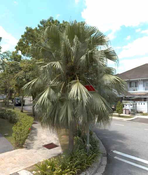 tree photo