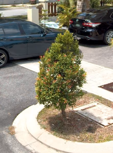 tree photo