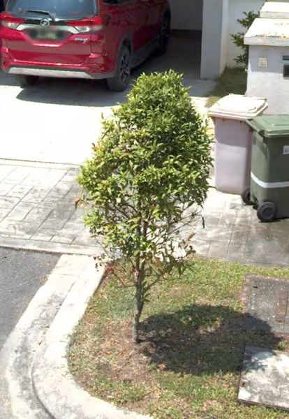 tree photo