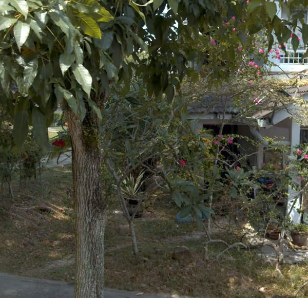 tree photo