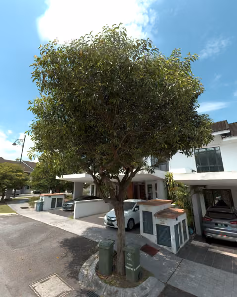 tree photo
