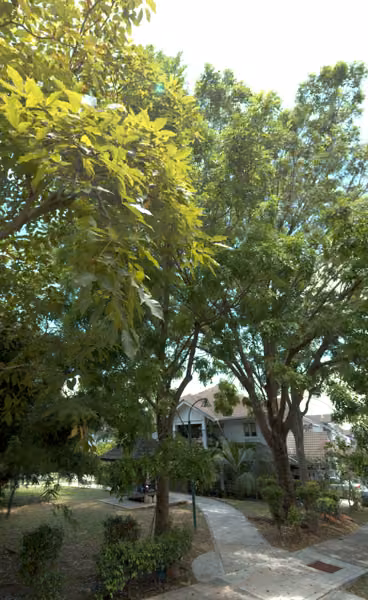 tree photo