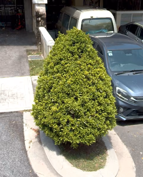 tree photo