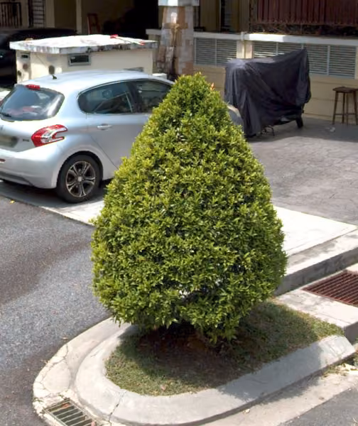 tree photo