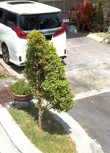 tree photo
